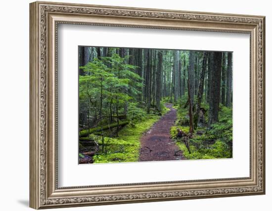 Hiking Path Winds Through Mossy Rainforest in Glacier National Park, Montana, USA-Chuck Haney-Framed Photographic Print