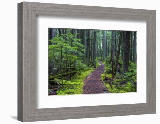 Hiking Path Winds Through Mossy Rainforest in Glacier National Park, Montana, USA-Chuck Haney-Framed Photographic Print