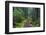 Hiking Path Winds Through Mossy Rainforest in Glacier National Park, Montana, USA-Chuck Haney-Framed Photographic Print