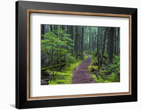 Hiking Path Winds Through Mossy Rainforest in Glacier National Park, Montana, USA-Chuck Haney-Framed Photographic Print