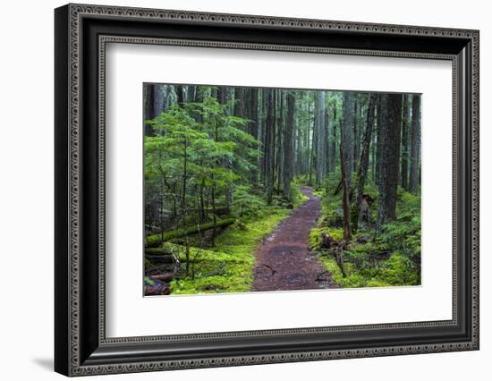 Hiking Path Winds Through Mossy Rainforest in Glacier National Park, Montana, USA-Chuck Haney-Framed Photographic Print