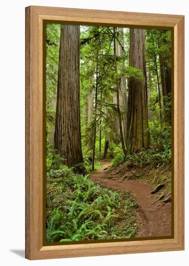 Hiking Trail I-Brian Moore-Framed Premier Image Canvas