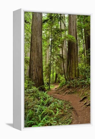 Hiking Trail I-Brian Moore-Framed Premier Image Canvas