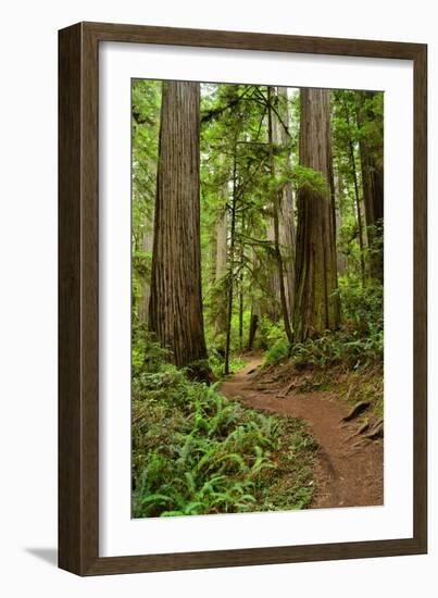 Hiking Trail I-Brian Moore-Framed Photographic Print