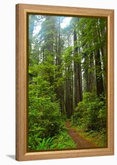 Hiking Trail II-Brian Moore-Framed Premier Image Canvas