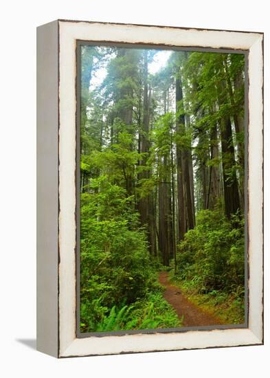 Hiking Trail II-Brian Moore-Framed Premier Image Canvas