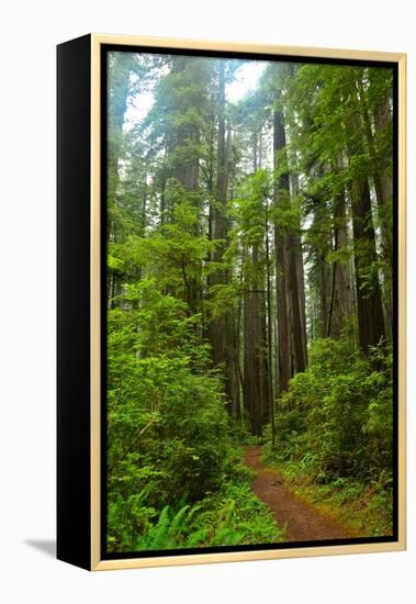 Hiking Trail II-Brian Moore-Framed Premier Image Canvas