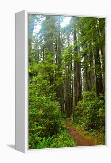 Hiking Trail II-Brian Moore-Framed Premier Image Canvas