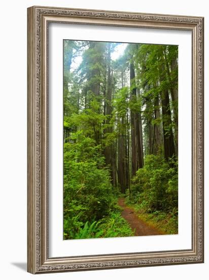 Hiking Trail II-Brian Moore-Framed Photographic Print