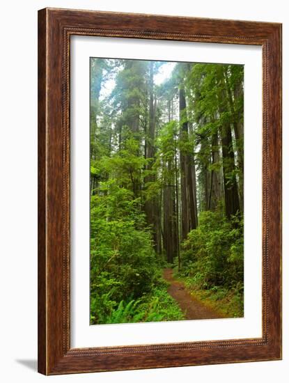 Hiking Trail II-Brian Moore-Framed Photographic Print