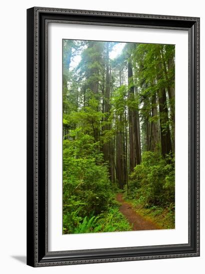 Hiking Trail II-Brian Moore-Framed Photographic Print