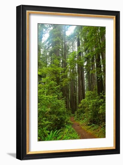 Hiking Trail II-Brian Moore-Framed Photographic Print