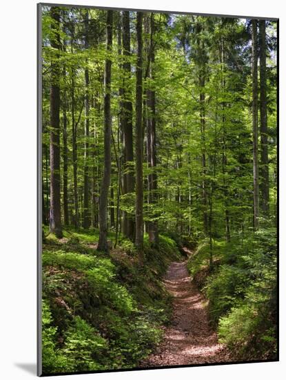 Hiking trail in primeval forest in the Bavarian Forest NP near Sankt Oswald. Germany, Bavaria.-Martin Zwick-Mounted Photographic Print