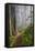 Hiking Trail in the Redwoods-Terry Eggers-Framed Premier Image Canvas