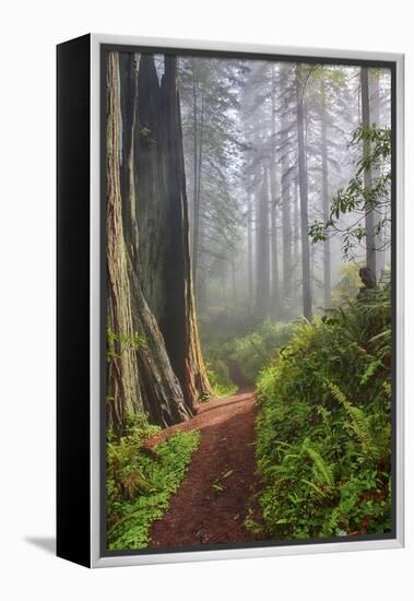 Hiking Trail in the Redwoods-Terry Eggers-Framed Premier Image Canvas