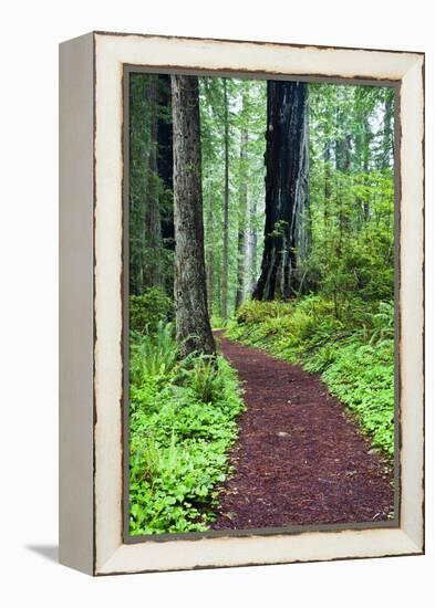 Hiking Trail in the Redwoods-Terry Eggers-Framed Premier Image Canvas