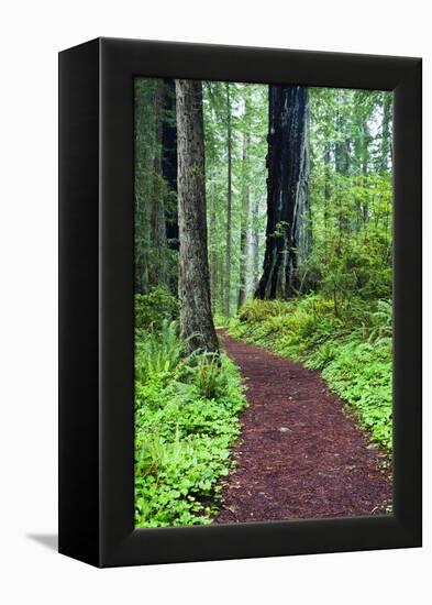 Hiking Trail in the Redwoods-Terry Eggers-Framed Premier Image Canvas