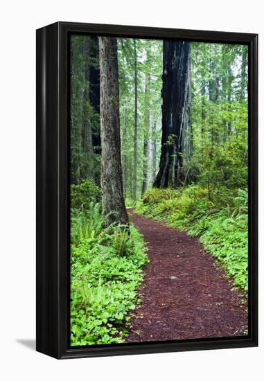 Hiking Trail in the Redwoods-Terry Eggers-Framed Premier Image Canvas