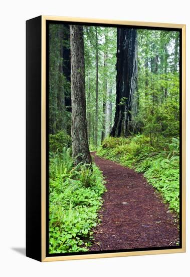 Hiking Trail in the Redwoods-Terry Eggers-Framed Premier Image Canvas