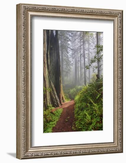 Hiking Trail in the Redwoods-Terry Eggers-Framed Photographic Print