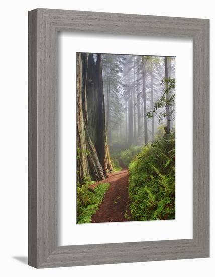 Hiking Trail in the Redwoods-Terry Eggers-Framed Photographic Print