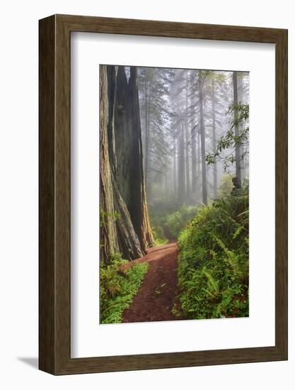 Hiking Trail in the Redwoods-Terry Eggers-Framed Photographic Print