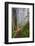 Hiking Trail in the Redwoods-Terry Eggers-Framed Photographic Print