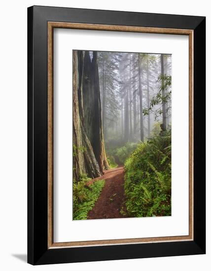 Hiking Trail in the Redwoods-Terry Eggers-Framed Photographic Print