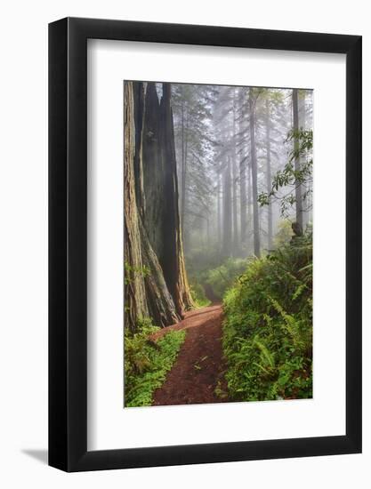 Hiking Trail in the Redwoods-Terry Eggers-Framed Photographic Print