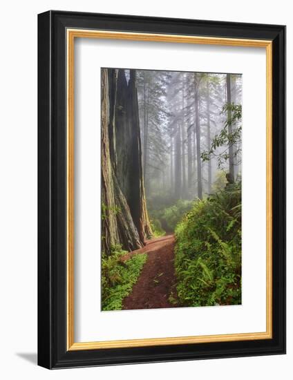 Hiking Trail in the Redwoods-Terry Eggers-Framed Photographic Print