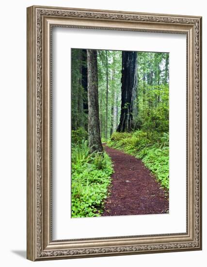 Hiking Trail in the Redwoods-Terry Eggers-Framed Photographic Print