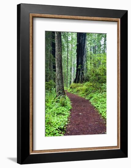 Hiking Trail in the Redwoods-Terry Eggers-Framed Photographic Print