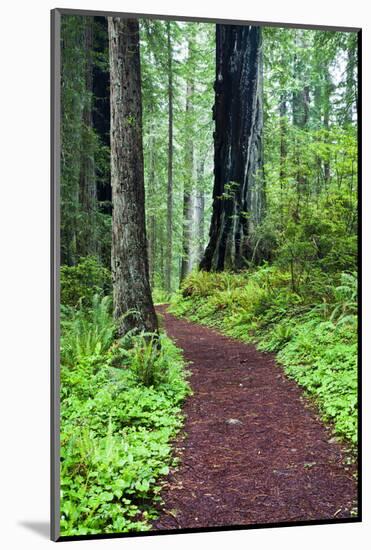 Hiking Trail in the Redwoods-Terry Eggers-Mounted Photographic Print