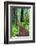 Hiking Trail in the Redwoods-Terry Eggers-Framed Photographic Print