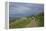 Hiking Trail on the Flower Covered Steep Bank with a View to the Baltic Sea-Uwe Steffens-Framed Premier Image Canvas