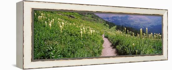 Hiking Trail with Beargrass (Xerophyllum Tenax) at Us Glacier National Park, Montana, USA-null-Framed Stretched Canvas