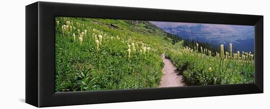 Hiking Trail with Beargrass (Xerophyllum Tenax) at Us Glacier National Park, Montana, USA-null-Framed Stretched Canvas