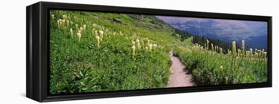 Hiking Trail with Beargrass (Xerophyllum Tenax) at Us Glacier National Park, Montana, USA-null-Framed Stretched Canvas