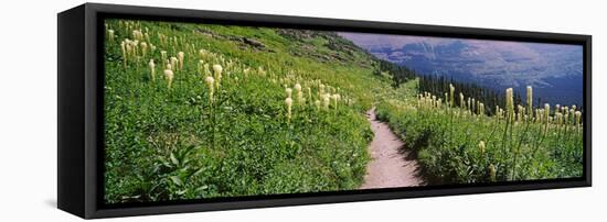 Hiking Trail with Beargrass (Xerophyllum Tenax) at Us Glacier National Park, Montana, USA-null-Framed Stretched Canvas