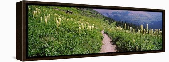 Hiking Trail with Beargrass (Xerophyllum Tenax) at Us Glacier National Park, Montana, USA-null-Framed Stretched Canvas