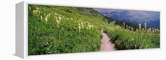 Hiking Trail with Beargrass (Xerophyllum Tenax) at Us Glacier National Park, Montana, USA-null-Framed Stretched Canvas