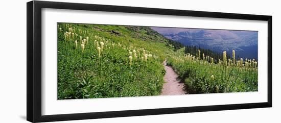 Hiking Trail with Beargrass (Xerophyllum Tenax) at Us Glacier National Park, Montana, USA-null-Framed Photographic Print