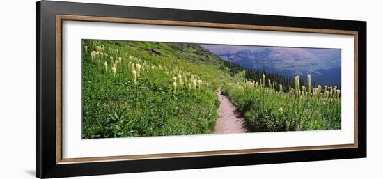 Hiking Trail with Beargrass (Xerophyllum Tenax) at Us Glacier National Park, Montana, USA-null-Framed Photographic Print