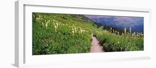 Hiking Trail with Beargrass (Xerophyllum Tenax) at Us Glacier National Park, Montana, USA-null-Framed Photographic Print