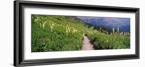 Hiking Trail with Beargrass (Xerophyllum Tenax) at Us Glacier National Park, Montana, USA-null-Framed Photographic Print
