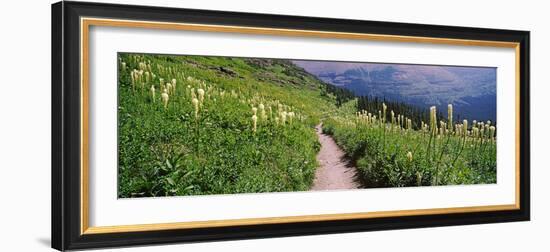 Hiking Trail with Beargrass (Xerophyllum Tenax) at Us Glacier National Park, Montana, USA-null-Framed Photographic Print