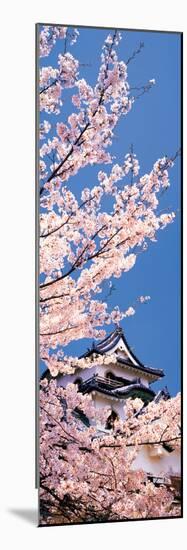 Hikone Castle W\Cherry Blossoms Shiga Japan-null-Mounted Photographic Print