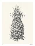 Pineapple - Portrayal-Hilary Armstrong-Limited Edition