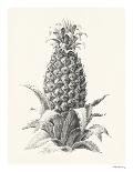Pineapple - Portrayal-Hilary Armstrong-Limited Edition