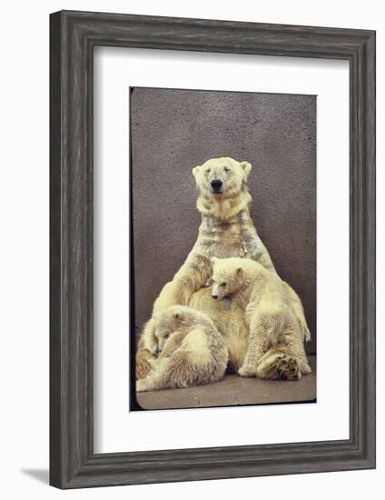 Hilda, a Polar Bear with Twins at Detroit Zoo Animal Conservation Wild Animal Propagation Trust-Nina Leen-Framed Photographic Print